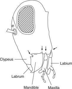 Biting and Chewing Diagram